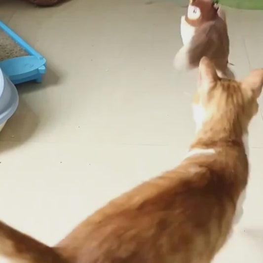 Giocattolo Interattivo con Suoni per  Gatti e cani